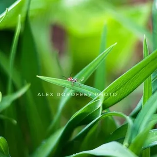 AlexDorofeev_Photo