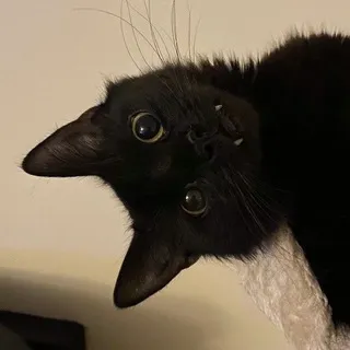 jellysoup