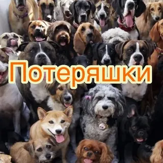 Ищу тебя! Россия .Посты о потерянных и найденных животных по всей России.