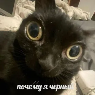 сейв зона.