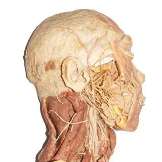 Anatomy / Anatomia / Anatomie / Body Dissection TikTok / YouTube / Twitter / Instagram Backup by AnatomiaBiomeccanicaFisiologia