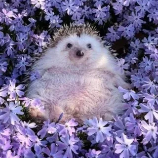 YanKarych