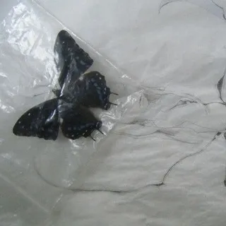 Эффект бабочки 🦋