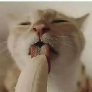 👅 La meme 👅