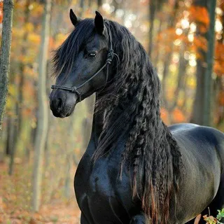 Horse🐎Lovers