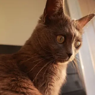Nita 13