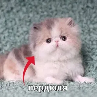 Уголок Пепеленда на МШФесте