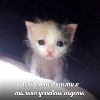 Ниша (Незаконченная История)