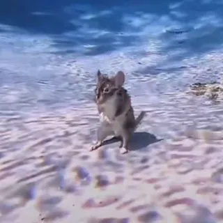 Дэб
