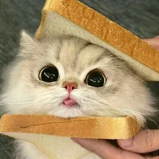 Уютный добрик 🍪