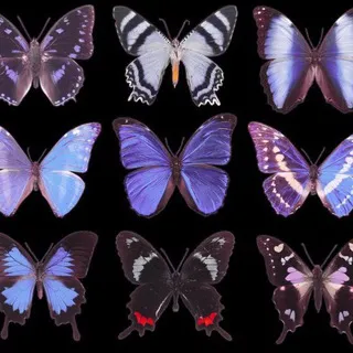 虎