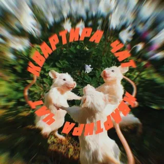 Квартира Chat