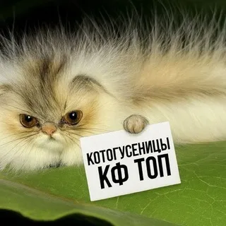 . котогусеница cf🌿