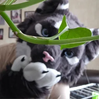 Творожный сырочек