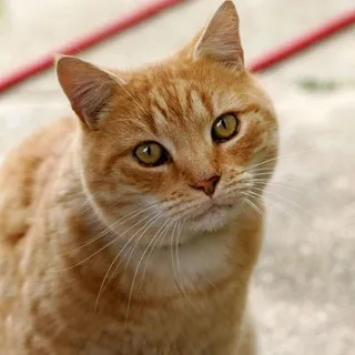 徐老猫A-ART