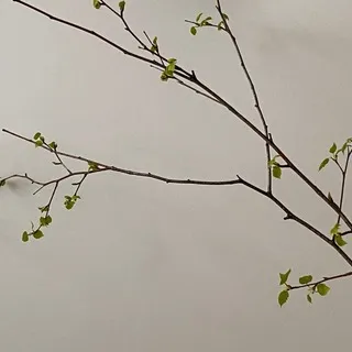 моя взиләнная