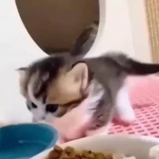 Сэдкет 🐾