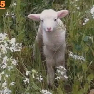Творческая группа Липецка / меняльники