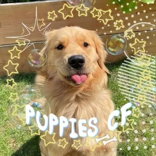 PUPPIES CONFESSION🐾🐾
