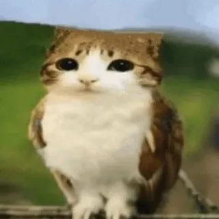 𝐂𝐚𝐩𝐭𝐚𝐢𝐧 𝐃𝐚𝐧𝐯𝐞𝐫𝐬