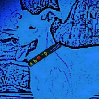 Rubix Q 🫡🪖🐸 NCSWIC ✨☝️🙏