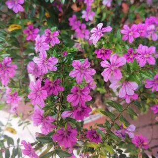 Flowers&more🌸
