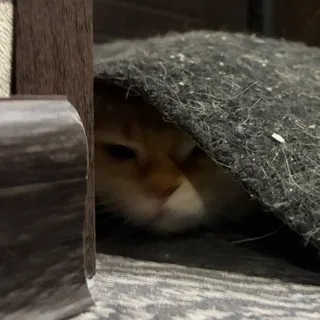 не нарезки стинта и котенок СТРАААААЙК