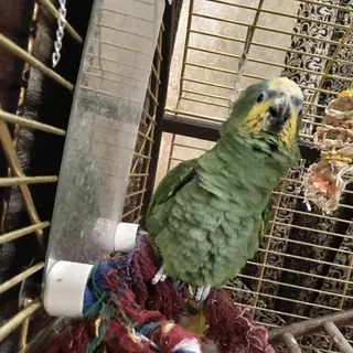 СВОБОДУ ПОПУГАЯМ🦜