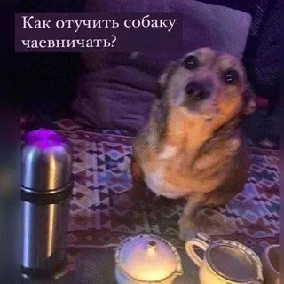 Борис кушоет