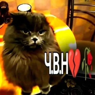 Рест.. !! ||υⲏⲫ𐔖 ⳝ𐔖ⳝρᥱⲏⲕᥲ
