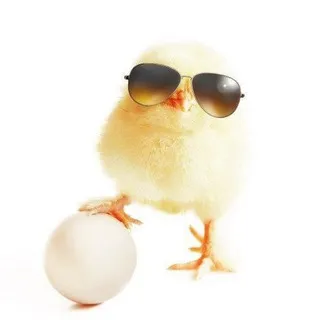 Гнездо цыпочек🐣