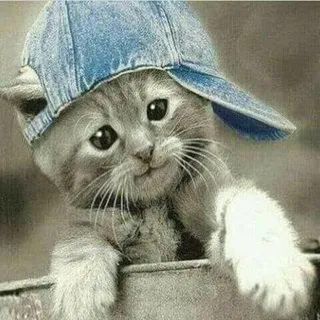 pomi