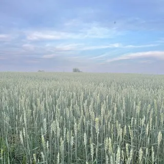 Байгускар