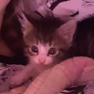 ♡Мята♡