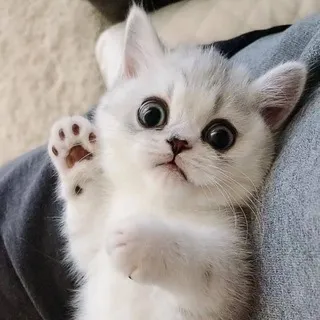 Fotos de gatos