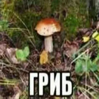 ОПЯТА ПОМНЕШ 🍄‍🟫
