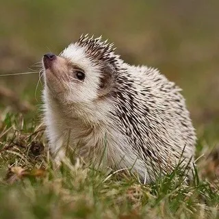 Синхрон ёжика🦔