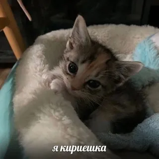 Бамбуковая роща