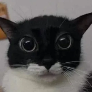Коридоры Коалиции