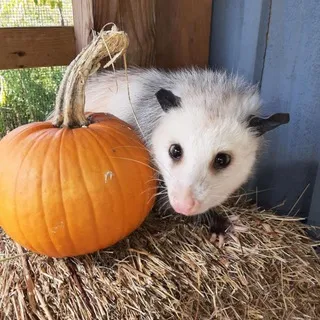 The Possum Fort