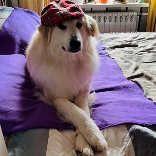 МИРОН@comne!
