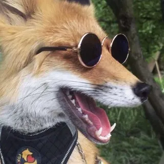 Cheshire Fox