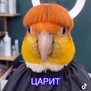 ͝ ⏝𝓕𝓪𝓵𝓵𝓮𝓷 𝓼𝓽𝓪𝓻𝓼 𝓯𝓵𝓸𝓸𝓭 ୧ 𓏵