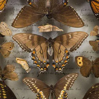 Entomology confession