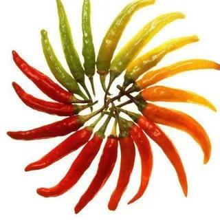 CHILI Peppers 🔥🌶