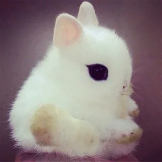 : кролики кф >_< .. 𓌔‌
