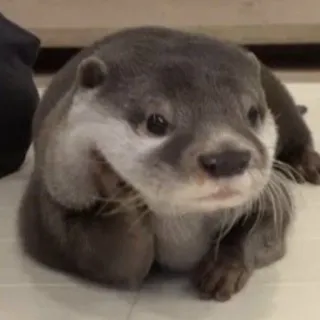 Toxic Otter Cave