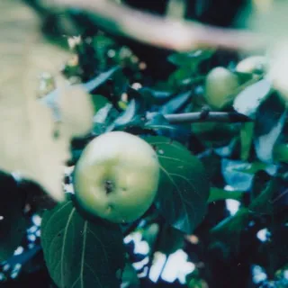 Plumbum