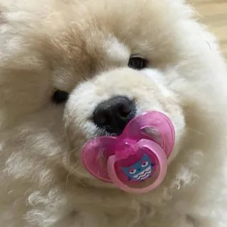 Кудрявая