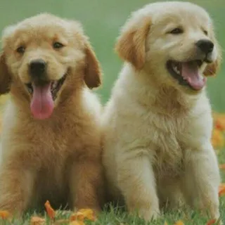 🐶🐱ʜᴜᴇʟʟɪᴛᴀs ᴄᴏɴ ᴀᴍᴏʀ🐾🐾